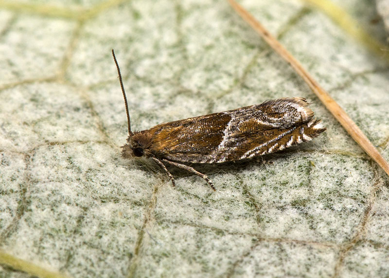 Tortricidae Ancylis comptana